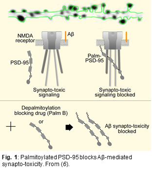 Palmitoylated PSD-95 blocks Aβ-mediated synapto-toxicity